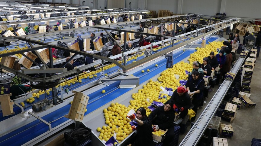 Türkiye’nin 2026 yılının ilk çeyreğinde yaş meyve sebze ihracatı yüzde