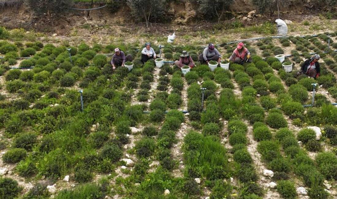 Hatay’ın Altınözü ilçesinde başlayan zahter hasadı, yüksek verim ve artan