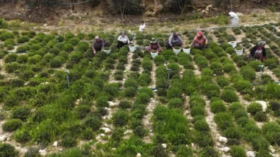 Hatay’ın Altınözü ilçesinde başlayan zahter hasadı, yüksek verim ve artan