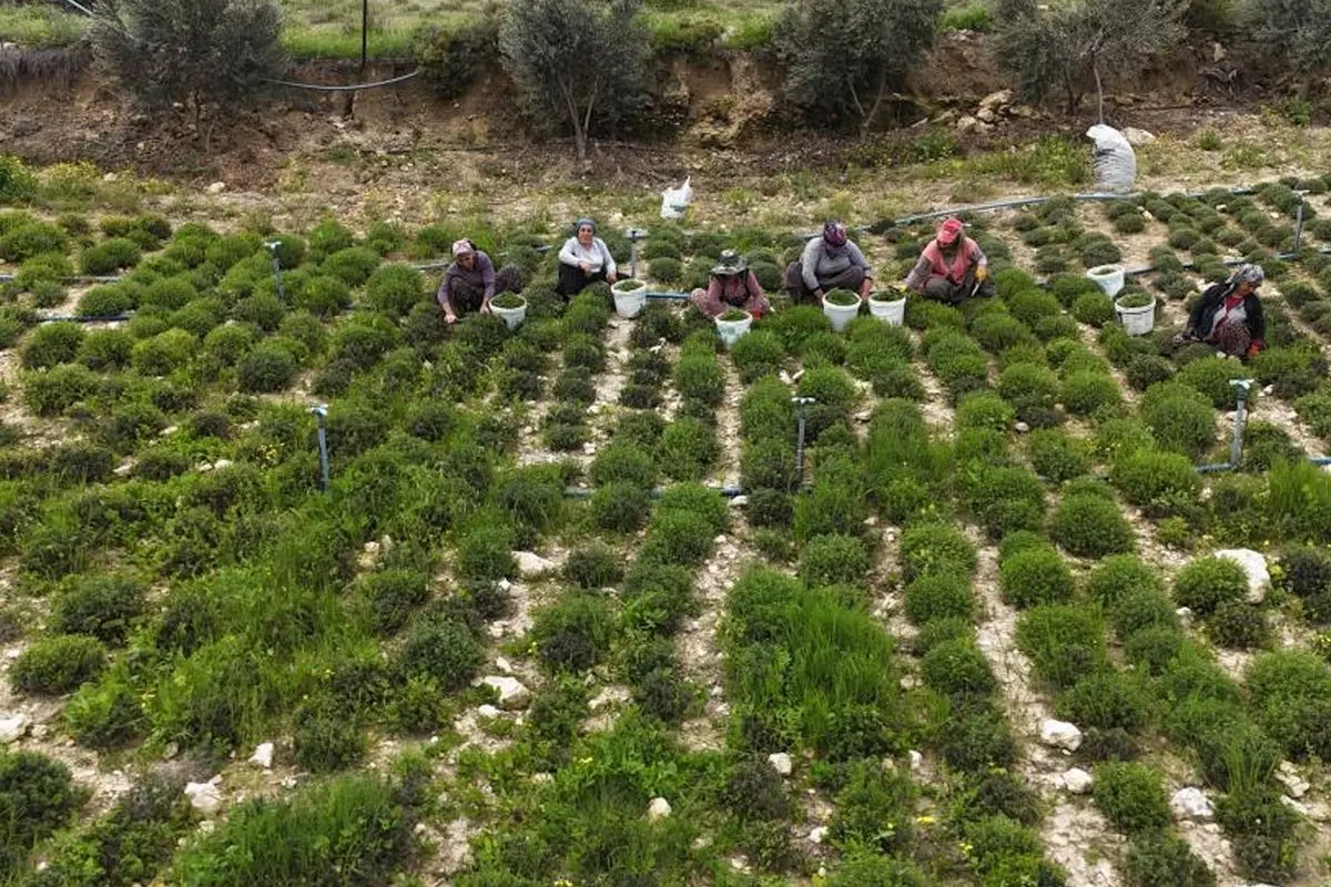 Hatay’ın Altınözü ilçesinde başlayan zahter hasadı, yüksek verim ve artan