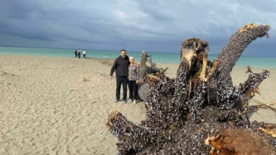 Samandağ ilçesinde sahil kıyısında bulunan yaklaşık 15 metre uzunluğundaki kızılçam