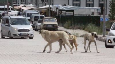 Hatay’ın Erzin ilçesinde sokakta yürüdüğü sırada sokak köpeklerinin saldırısına uğrayan