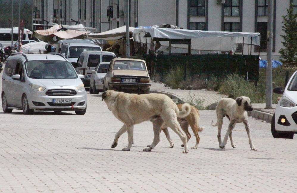 Hatay’ın Erzin ilçesinde sokakta yürüdüğü sırada sokak köpeklerinin saldırısına uğrayan