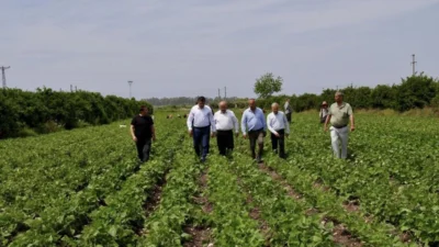 Hatay'ın Dörtyol ilçesinde yaklaşık bin dönüm arazide ekimi yapılan fasulyede