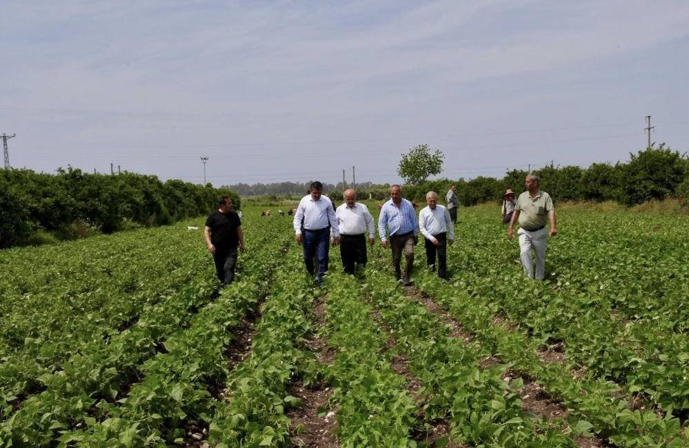 Hatay'ın Dörtyol ilçesinde yaklaşık bin dönüm arazide ekimi yapılan fasulyede