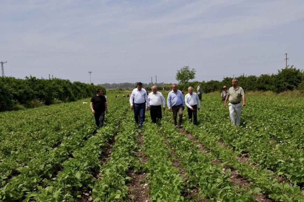 Hatay'ın Dörtyol ilçesinde yaklaşık bin dönüm arazide ekimi yapılan fasulyede