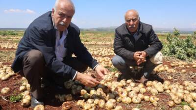 Hatay’ın Reyhanlı ilçesinde etkili olan ceviz büyüklüğündeki dolu yağışı, Amik