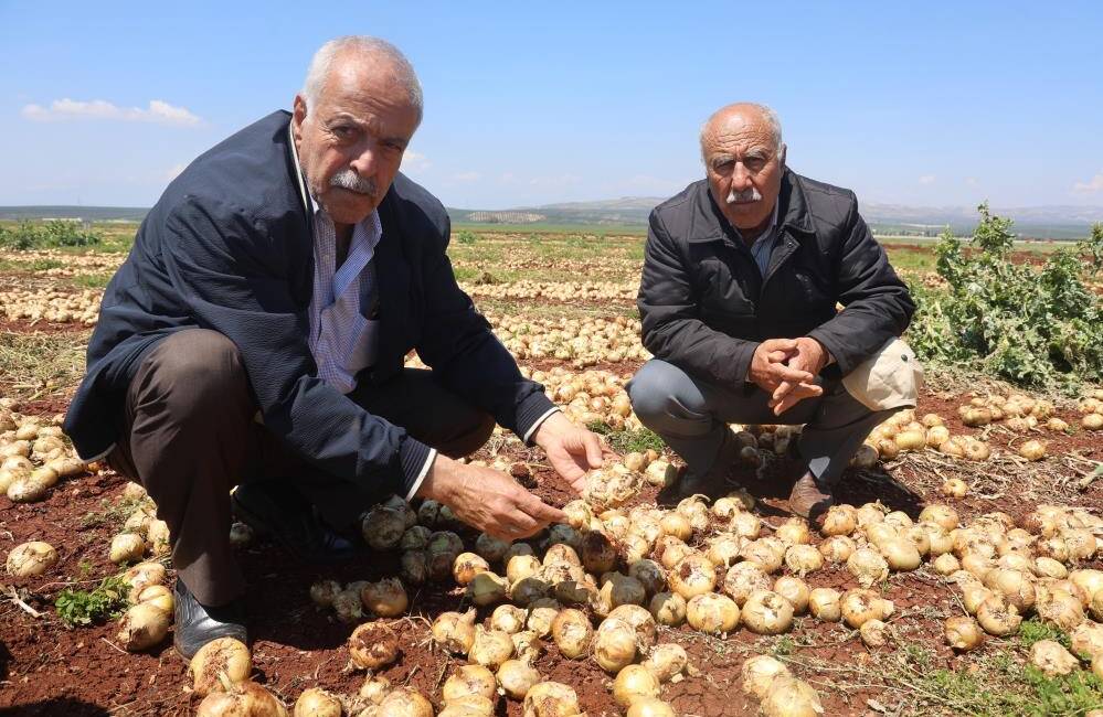 Hatay’ın Reyhanlı ilçesinde etkili olan ceviz büyüklüğündeki dolu yağışı, Amik