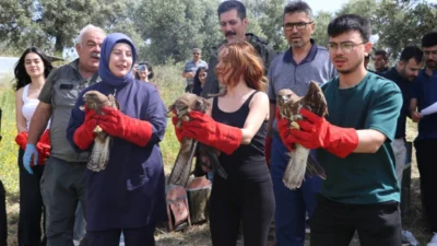 Hatay’da farklı zamanlarda yaralı ve bitkin halde bulunan 15 kuş,