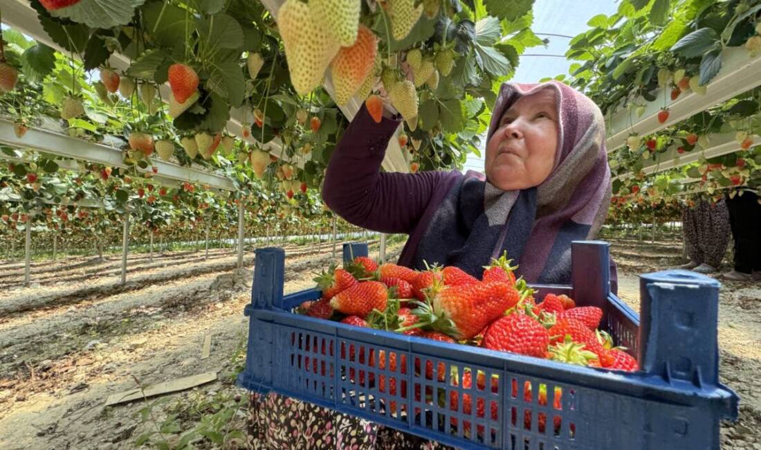 Hataylı genç çiftçi Ahmet Sanar, yapay zeka destekli topraksız tarım