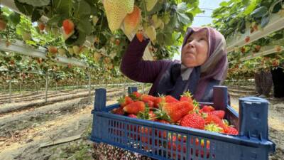 Hataylı genç çiftçi Ahmet Sanar, yapay zeka destekli topraksız tarım