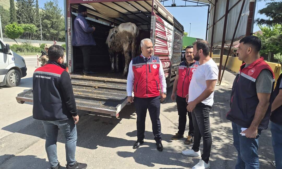 Kurban Bayramı öncesinde Hatay genelinde kurbanlık hayvan denetimleri artırıldı. Hatay