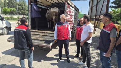 Kurban Bayramı öncesinde Hatay genelinde kurbanlık hayvan denetimleri artırıldı. Hatay