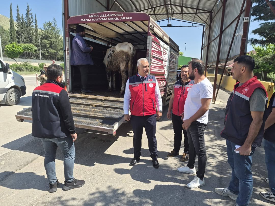 Hatay’da kurbanlık denetimleri sıkılaştırıldı