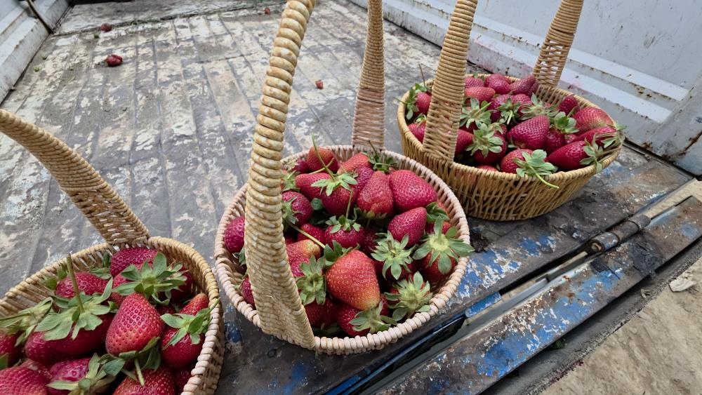 Hatay’ın Hassa ilçesinde 80 dönüm alanda yetiştirilen aromatik çilekte hasat