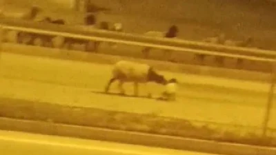 Hatay’ın Antakya ilçesinde gece saatlerinde yaklaşık 200 koyundan oluşan sürünün