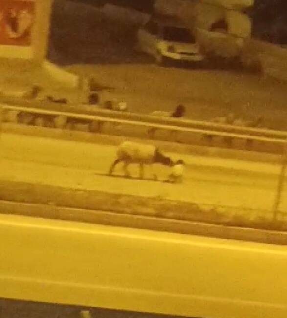 Hatay’ın Antakya ilçesinde gece saatlerinde yaklaşık 200 koyundan oluşan sürünün