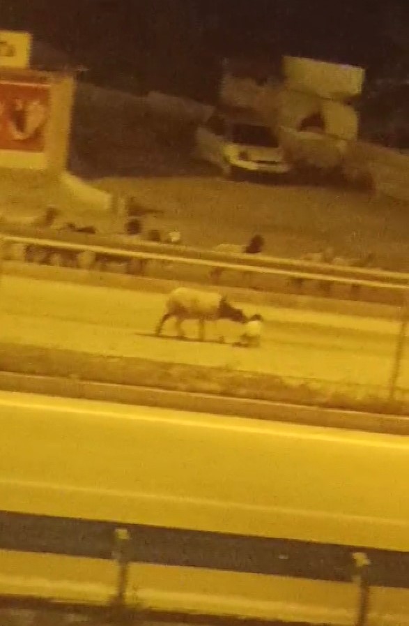 Hatay’ın Antakya ilçesinde gece saatlerinde yaklaşık 200 koyundan oluşan sürünün