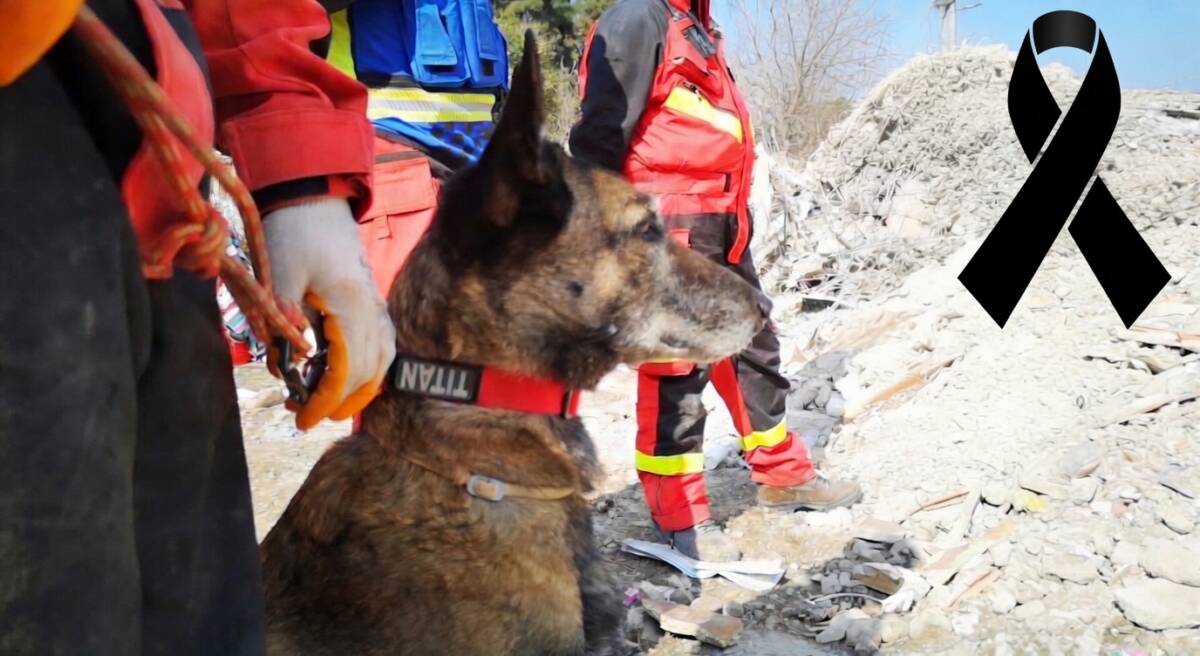 Hatay’daki enkazın sessiz kahramanı Titan hayatını kaybetti