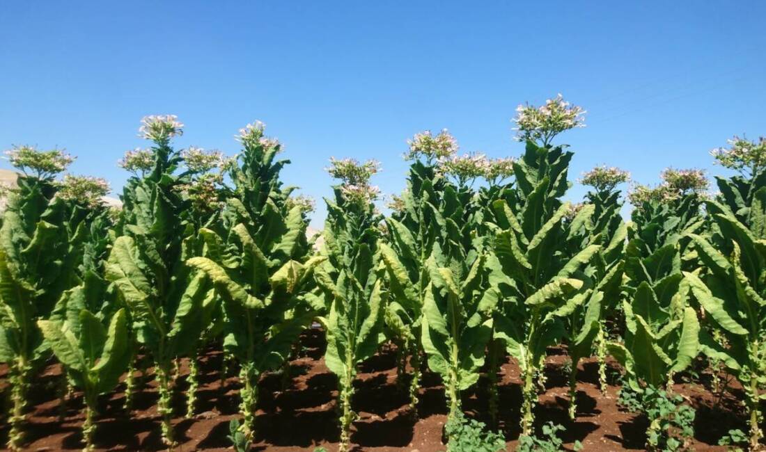 Uymayanlara 1 milyon TL’ye kadar ceza, amacı dışında etil alkol