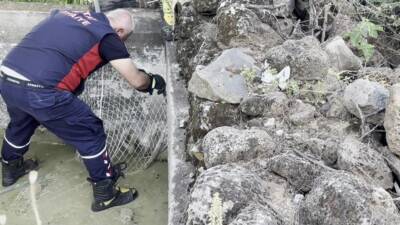 Hatay’ın Hassa ilçesinde su içmek için girdiği havuzda çamura saplanarak