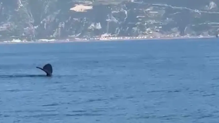 Hatay sahillerinde nefes kesen görüntü: Balina kamerada