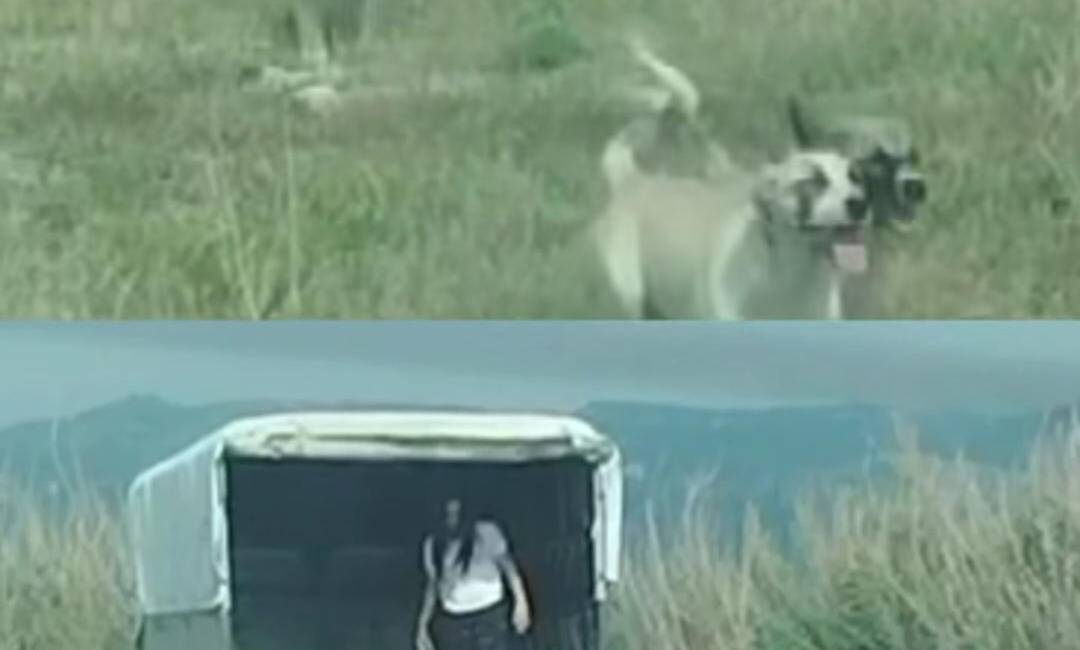 Samandağ ilçesine bağlı Milleyha bölgesine yavru köpeklerin bırakıldığı yönündeki ihbar