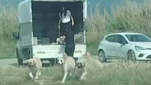 Samandağ ilçesine bağlı Milleyha bölgesine yavru köpeklerin bırakıldığı yönündeki ihbar