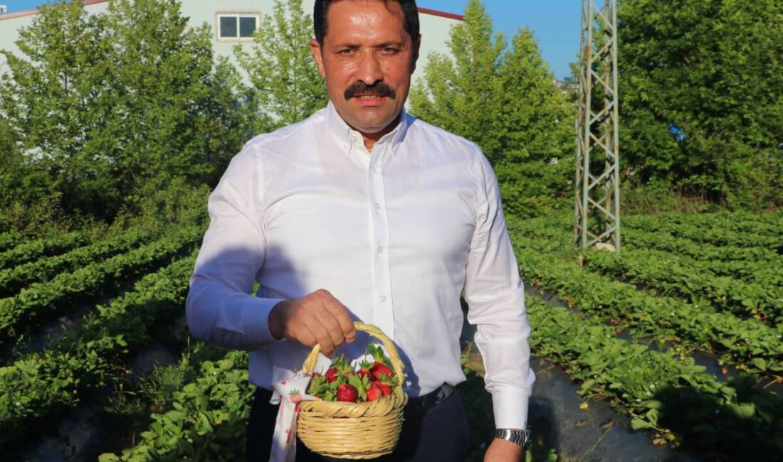 Hatay’ın Yayladağı ilçesinde, bölgenin önemli tarımsal ürünlerinden biri olan çileğin