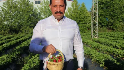 Hatay’ın Yayladağı ilçesinde, bölgenin önemli tarımsal ürünlerinden biri olan çileğin