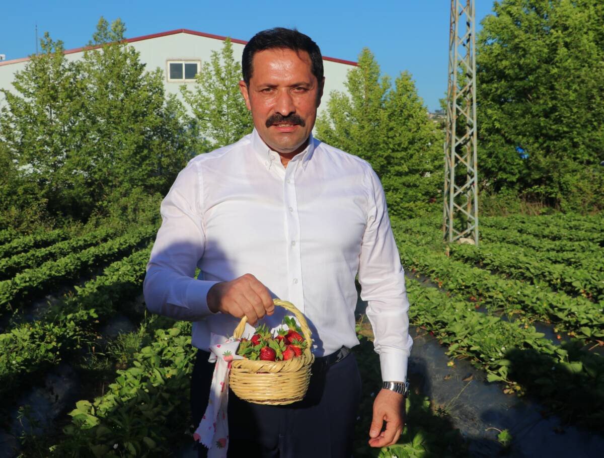 Yayladağı çileği festivalle taçlandı
