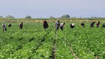 Hatay’ın turizm merkezi Arsuz’da tarımsal üretim çeşitleniyor. Muz, çilek ve