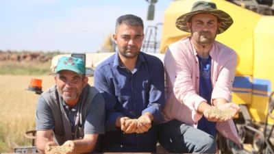 Hatay’ın Amik Ovası’nda buğday hasadı başlarken, aşırı yağışların verimi düşürdüğü