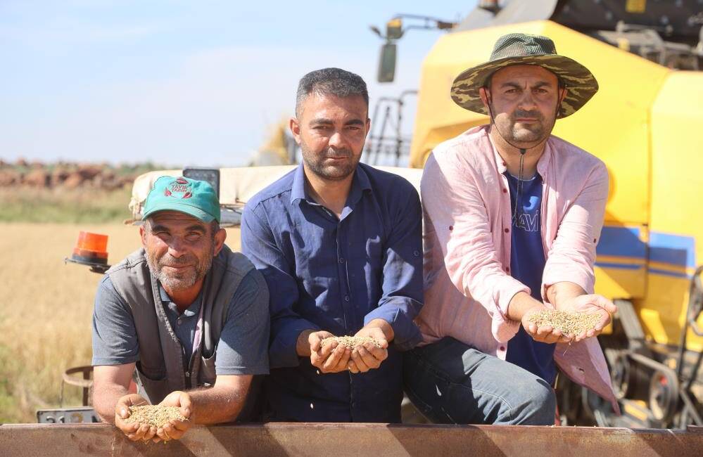 Hatay’ın Amik Ovası’nda buğday hasadı başlarken, aşırı yağışların verimi düşürdüğü