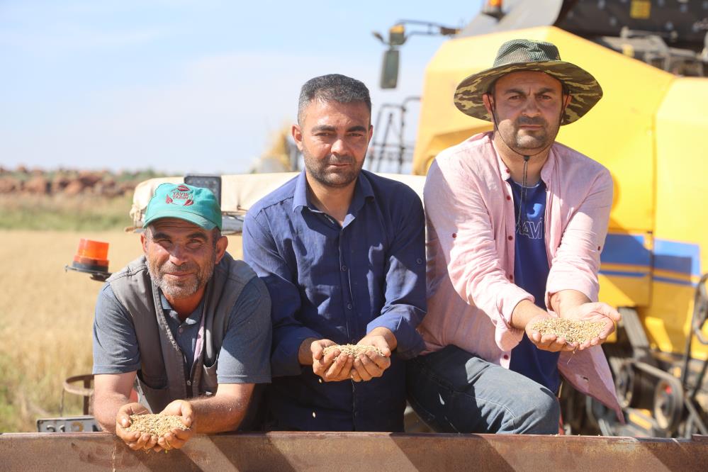 Amik Ovası’nda hasat sezonu: “Yağmur bereket değil zarar getirdi”