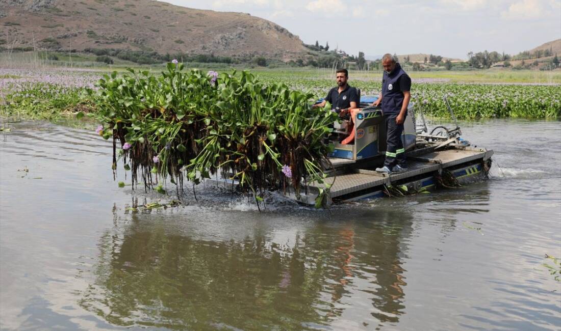 Hatay Büyükşehir Belediyesi’nin Sıfır Atık Festivali’nde tanıttığı su sümbülünden üretilen
