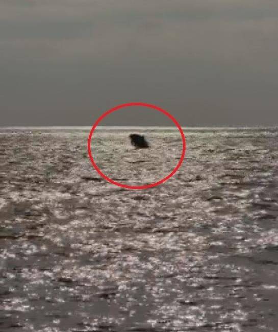 Hatay’ın Samandağ ilçesi açıklarında Akdeniz’de balıkçı teknesi çevresinde yüzen iki