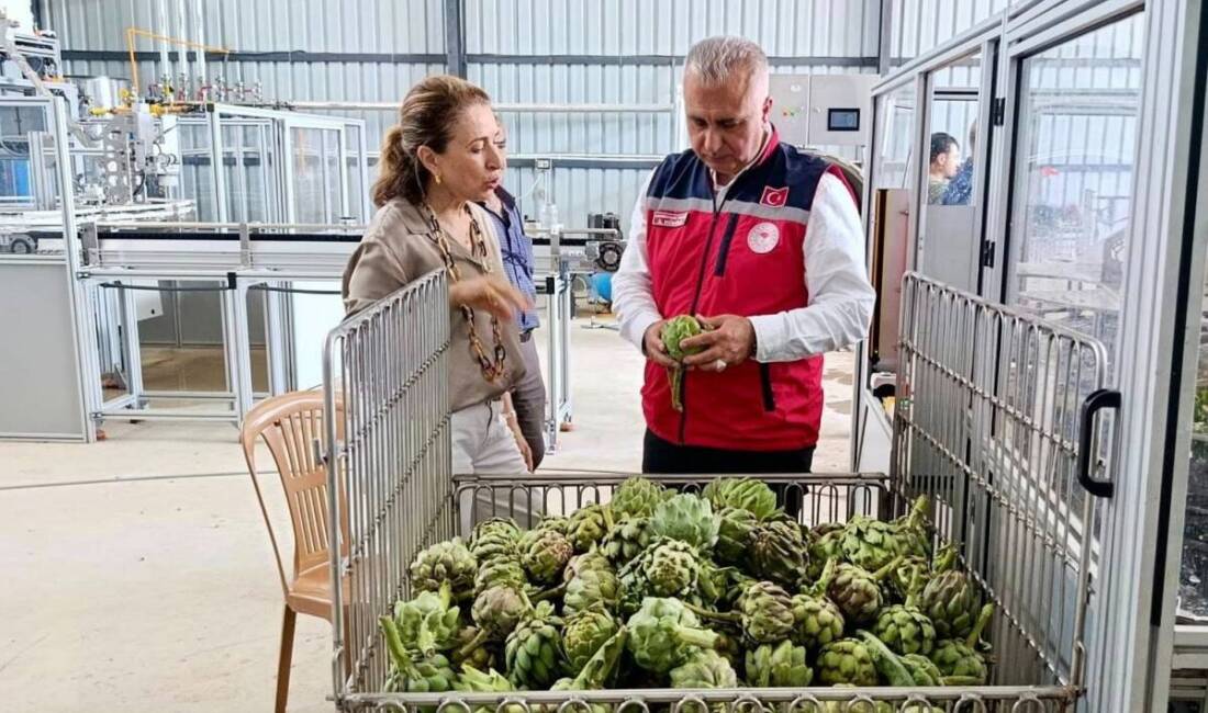 Antakya’da enginar üretim, işleme ve paketleme tesisi Tarım İl Müdürü