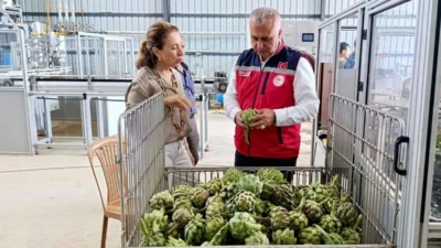 Antakya’da enginar üretim, işleme ve paketleme tesisi Tarım İl Müdürü