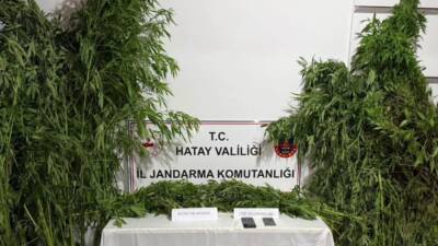 Hatay'ın Samandağ ilçesinde jandarma ekiplerinin düzenlediği operasyonda, sera içerisinde yasa