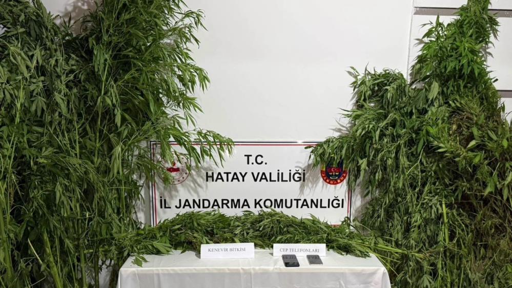 Hatay'ın Samandağ ilçesinde jandarma ekiplerinin düzenlediği operasyonda, sera içerisinde yasa
