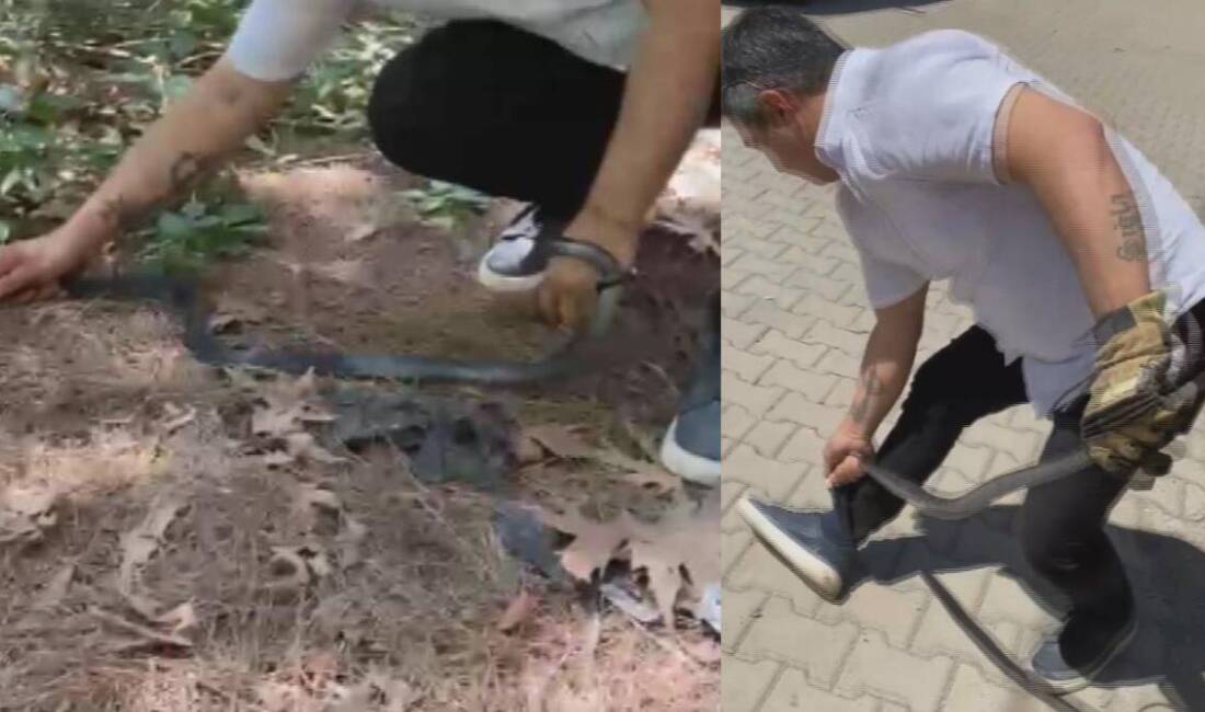 Hatay'da 'Yılancı Kemal' olarak tanınan Kemal Başer, bahçe duvarında saklanan