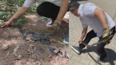 Hatay'da 'Yılancı Kemal' olarak tanınan Kemal Başer, bahçe duvarında saklanan