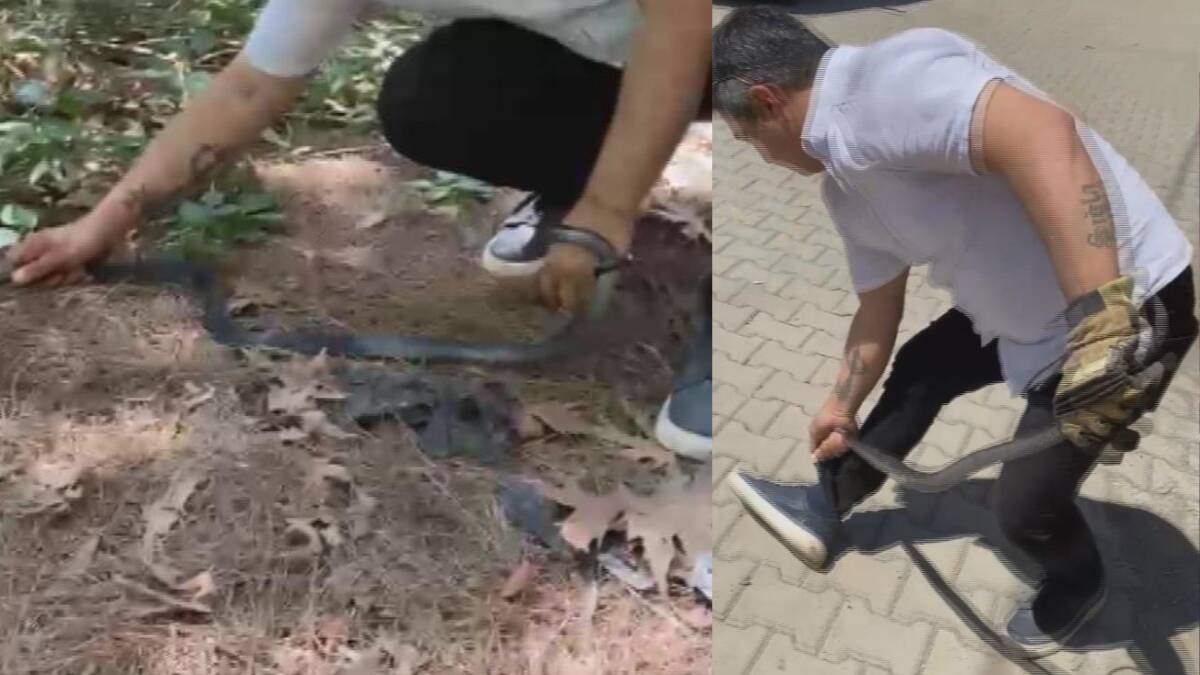 Hatay'da 'Yılancı Kemal' olarak tanınan Kemal Başer, bahçe duvarında saklanan