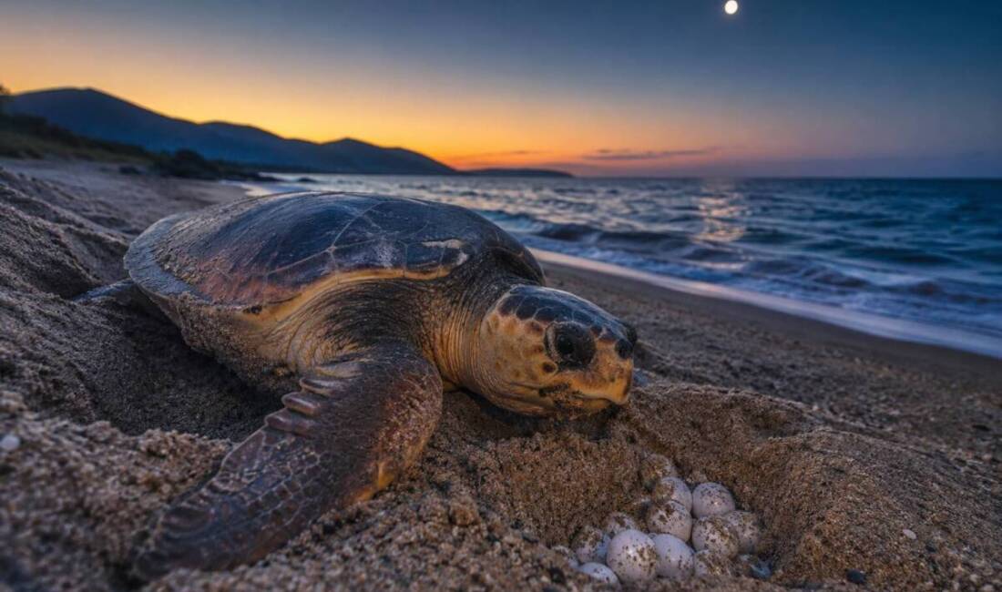 
Nesli tükenme tehlikesi altında bulunan caretta caretta deniz kaplumbağalarının, ilimiz