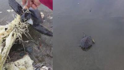 Hatay’ın Samandağ ilçesinde sahil temizliği yapan Hatay Büyükşehir Belediyesi ekipleri,