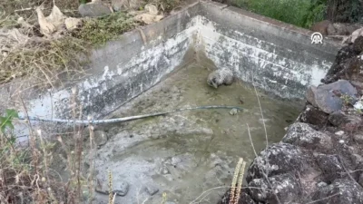 Hatay’ın Hassa ilçesinde susuz bir havuza düşerek mahsur kalan bal
