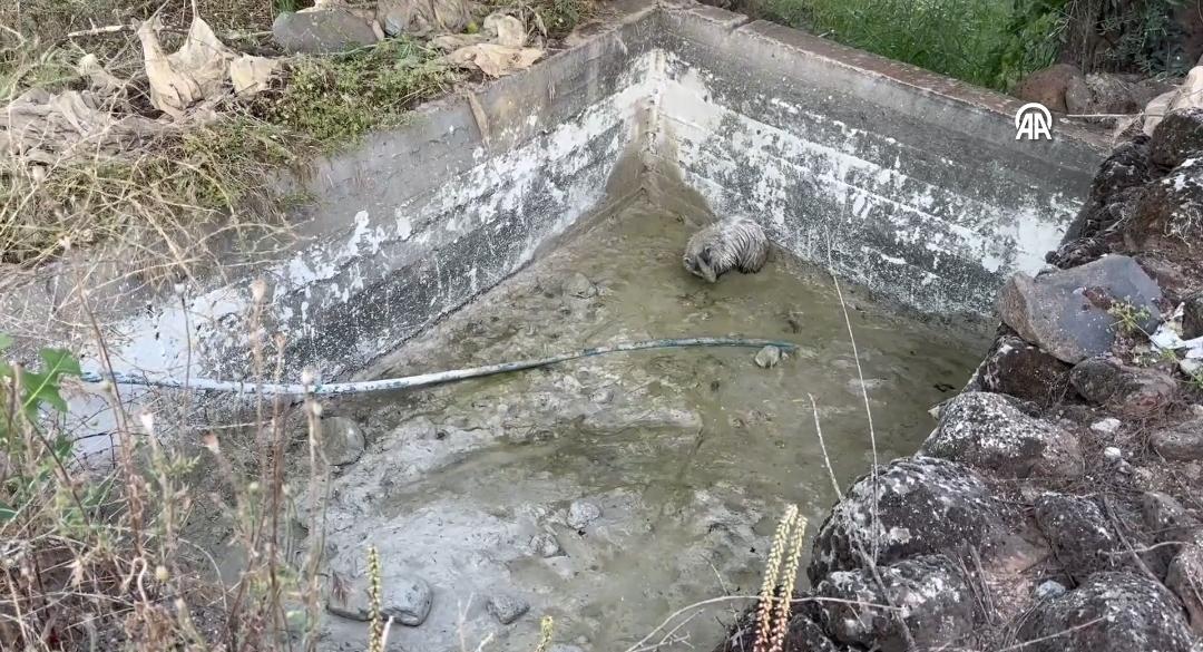 Hassa’da nefes kesen kurtarma: Özgürlüğüne kavuştu