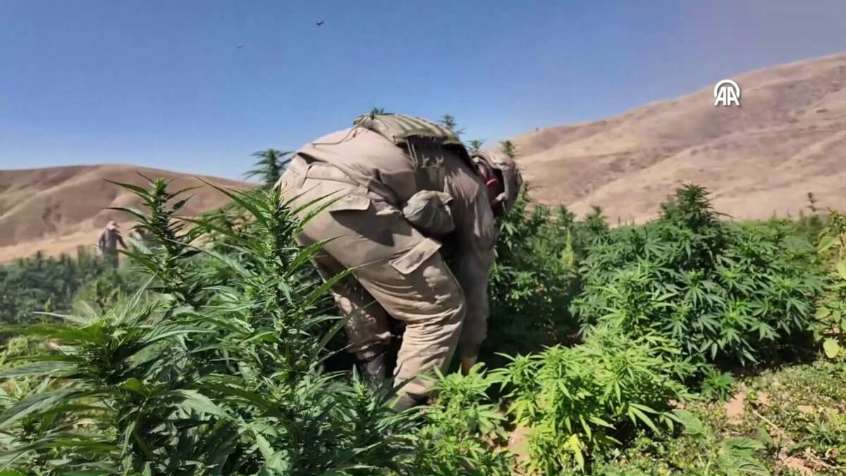 İçişleri Bakanlığı koordinesinde, Jandarma Genel Komutanlığı tarafından uyuşturucu madde ticareti