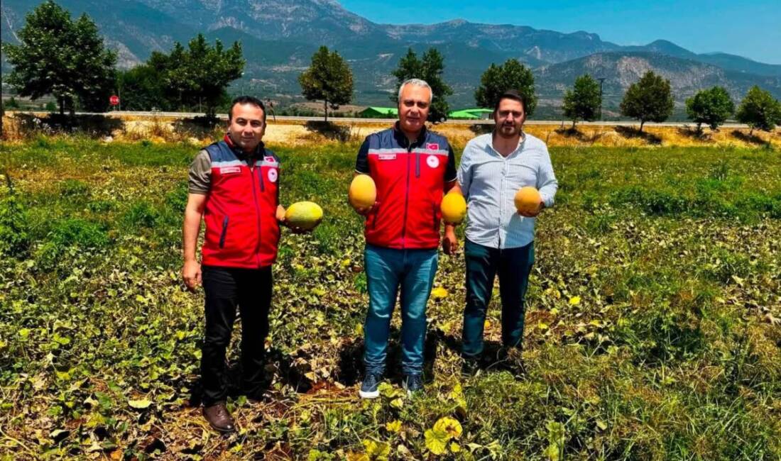 Hatay’ın Kırıkhan Ovası’nda yetiştirilen ve kendine özgü aromasıyla öne çıkan